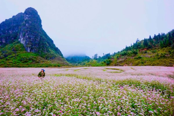 du lịch hà giang mùa hoa tam giác mạch 3 ngày 2 đêm