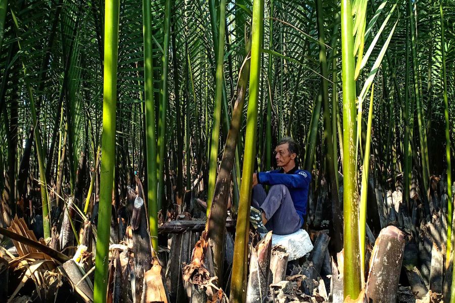 rừng dừa bảy mẫu cách hội an bao xa