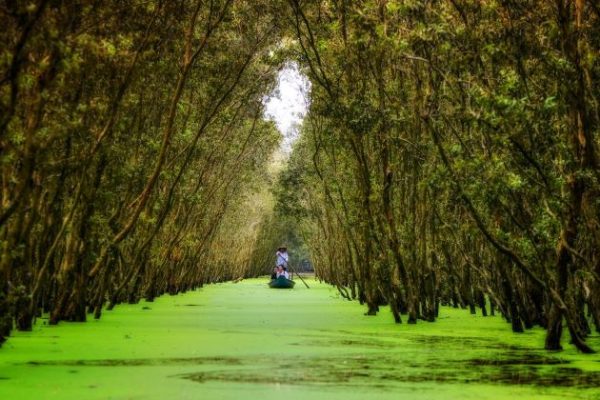 rừng tràm trà sư châu đốc