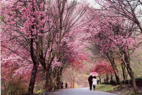 Tour Đài Loan ngắm hoa anh đào