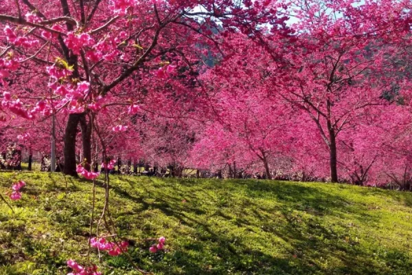 Tour Đài Loan ngắm hoa anh đào