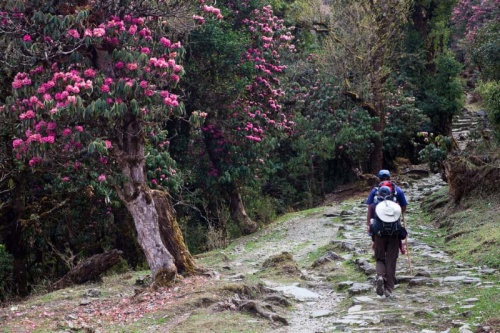 Tour du lịch Bhutan mùa hoa đỗ quyên