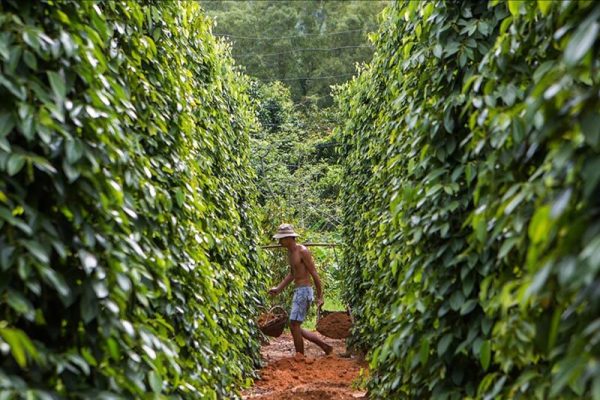 Tour du lịch Đông Đảo Phú Quốc 3 ngày 2 đêm trọn gói