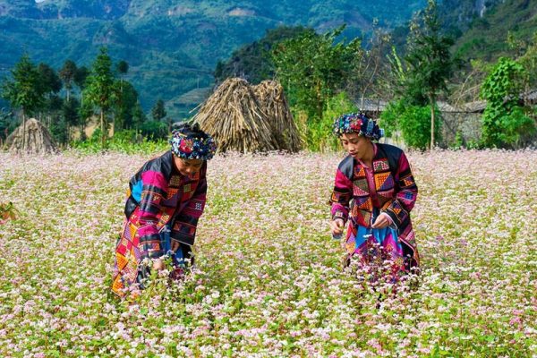 Tour du lịch Hà Giang mùa hoa tam giác mạch 3 ngày 2 đêm - Cánh đồng hoa tam giác mạch