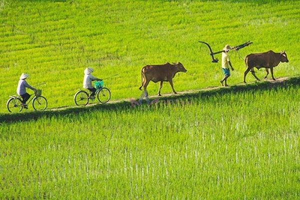 Tour du lịch miền Tây Nam Bộ: Mỹ Tho - Cần Thơ - Bạc Liêu - Cà Mau khởi hành từ Sài Gòn