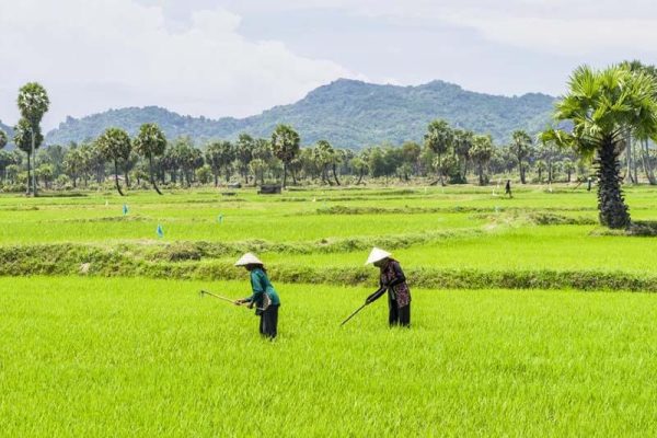 Tour du lịch miền Tây Nam Bộ: Sài Gòn - Châu Đốc - Núi Sam - Rừng tràm Trà Sư - 2 ngày