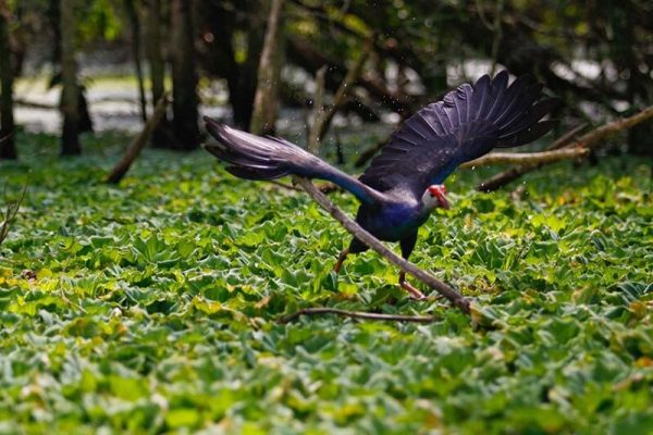 Tour du lịch miền Tây: Tiền Giang - Bến Tre - Mỹ Tho - Cần Thơ - Bạc Liêu - Cà Mau 4 ngày đi từ Sài Gòn