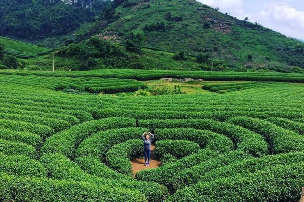 Tour ghép du lịch Mộc Châu 2 ngày trọn gói - Đồi chè trái tim