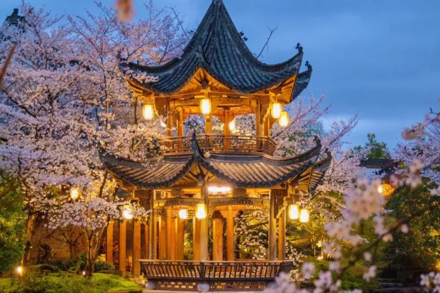 Ngắm hoa anh đào ở Hàng Châu