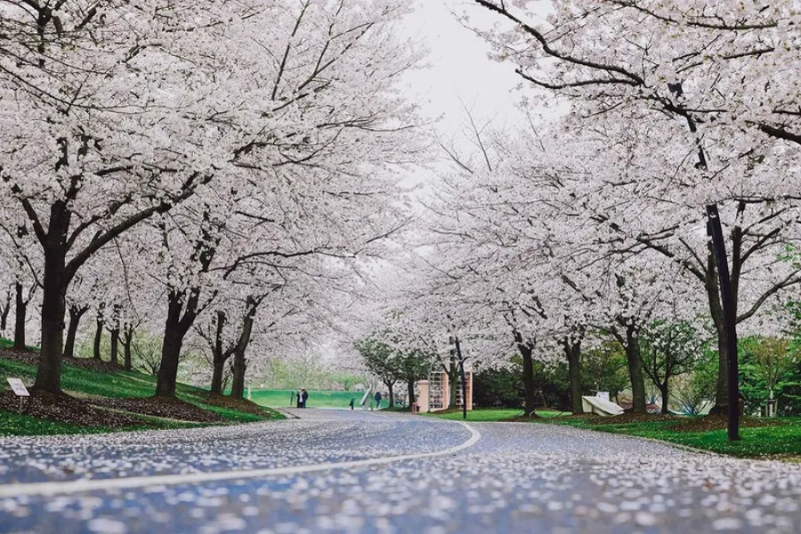 Ngắm hoa anh đào ở Thượng Hải