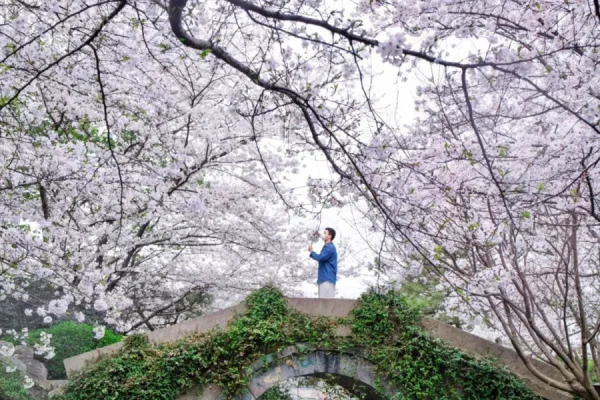 Tour Trung Quốc ngắm hoa anh đào