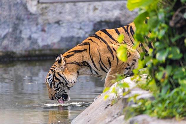 Tour du lịch Thái Lan tđi từ Hà Nội - vườn thú Sriracha Tiger Zoo