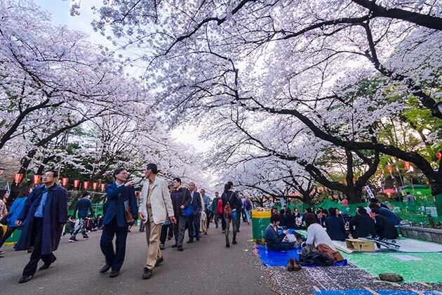 Văn hóa lễ hội độc đáo của Nhật Bản - Lễ hội Hanami