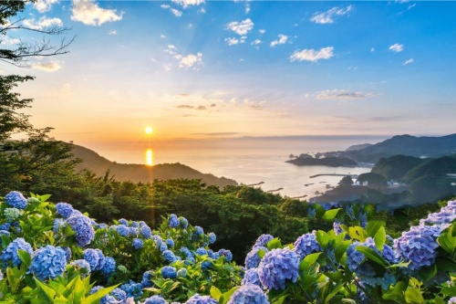 vườn hoa cẩm tú cầu ở đà lạt